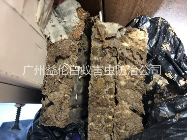 荔灣區(qū)白蟻巢防治工程